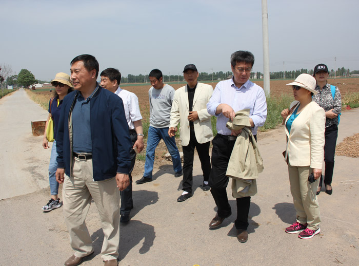 考察懷菊花種植基地.jpg